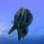 Vilamendhoo72.jpg
