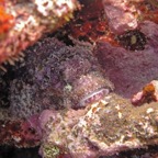 Yap & Palau 2006005.jpg