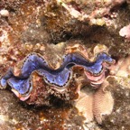 Yap & Palau 2006006.jpg