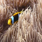 Yap & Palau 2006018.jpg