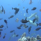 Yap & Palau 2006020.jpg