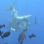Yap & Palau 2006021.jpg
