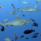 Yap & Palau 2006022.jpg