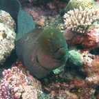 Yap & Palau 2006023.jpg