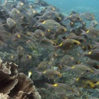 Yap & Palau 2006036.jpg
