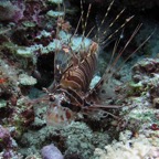 Yap & Palau 2006037.jpg