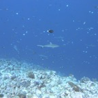 Yap & Palau 2006045.jpg