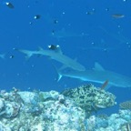 Yap & Palau 2006046.jpg