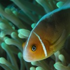 Yap & Palau 2006049.jpg