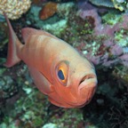 Yap & Palau 2006050.jpg