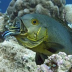 Yap & Palau 2006051.jpg