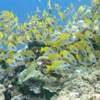 Yap & Palau 2006052.jpg