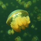 Yap & Palau 2006054.jpg