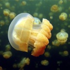 Yap & Palau 2006055.jpg