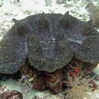 Yap & Palau 2006062.jpg