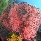 Yap & Palau 2006064.jpg