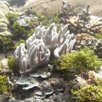 Yap & Palau 2006065.jpg