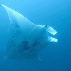 Yap & Palau 2006083.jpg