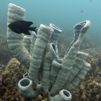Yap & Palau 2006086.jpg