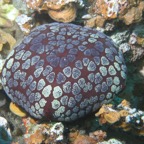 Yap & Palau 2006088.jpg