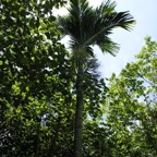 Yap & Palau 2006094.jpg