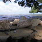 Yap & Palau 2006097.jpg