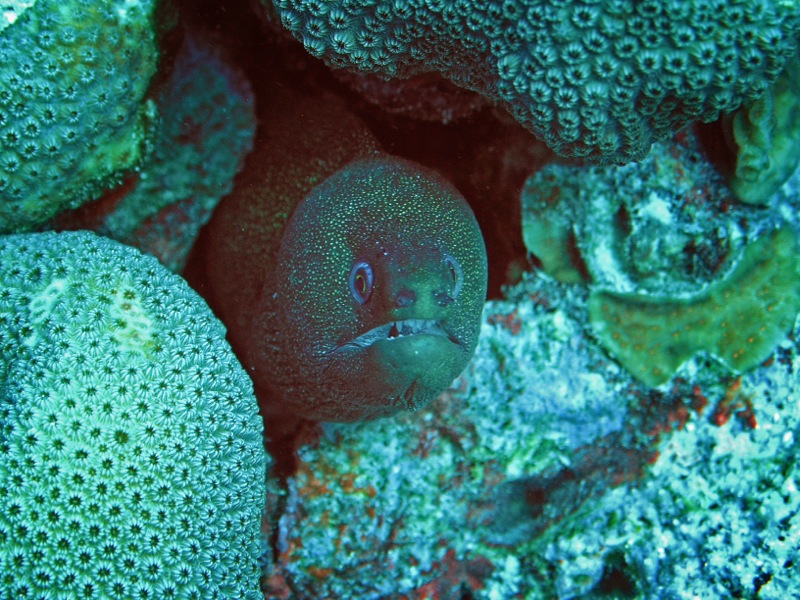 OLYMPUS DIGITAL CAMERA         