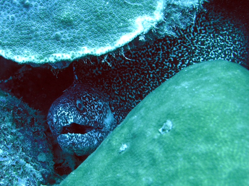 OLYMPUS DIGITAL CAMERA         