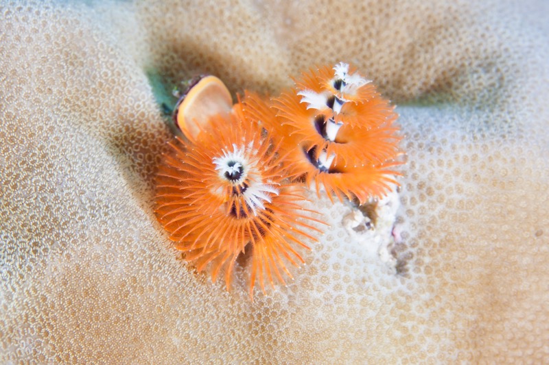 Photographer:
Juergen Stamms