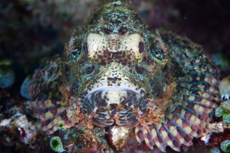 Photographer:
Juergen Stamms