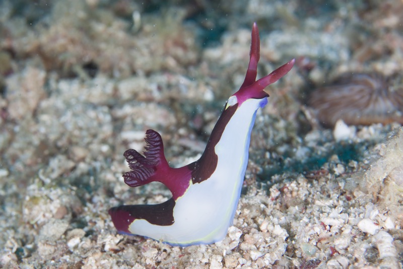 Photographer:
Juergen Stamms