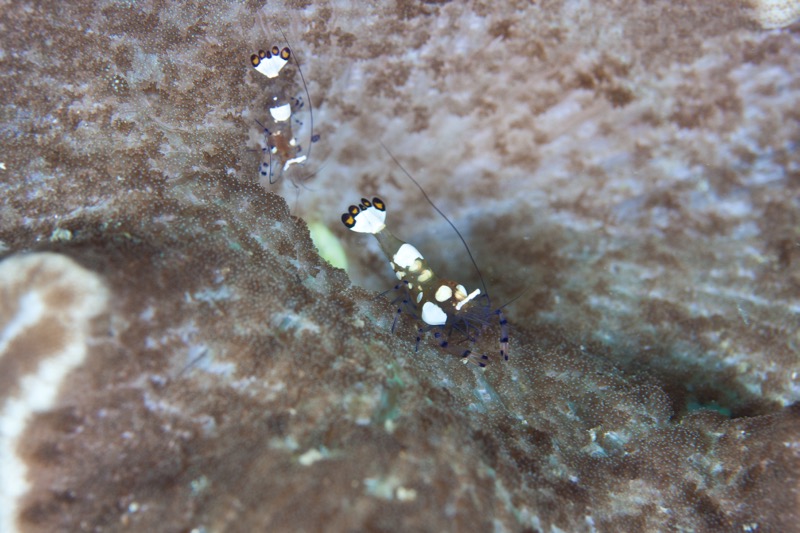 Photographer:
Juergen Stamms