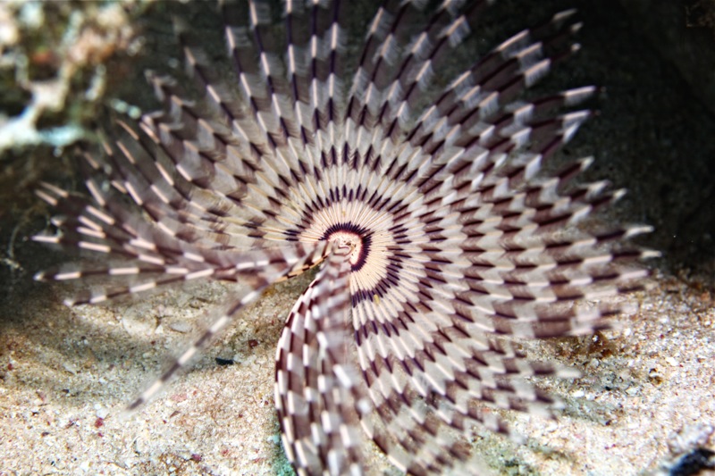 Photographer:Juergen Stamms