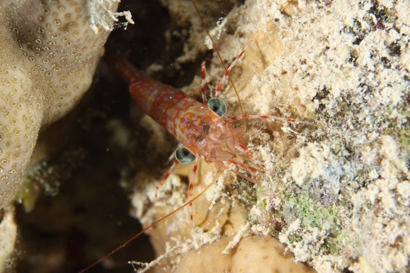 Photographer:
Juergen Stamms