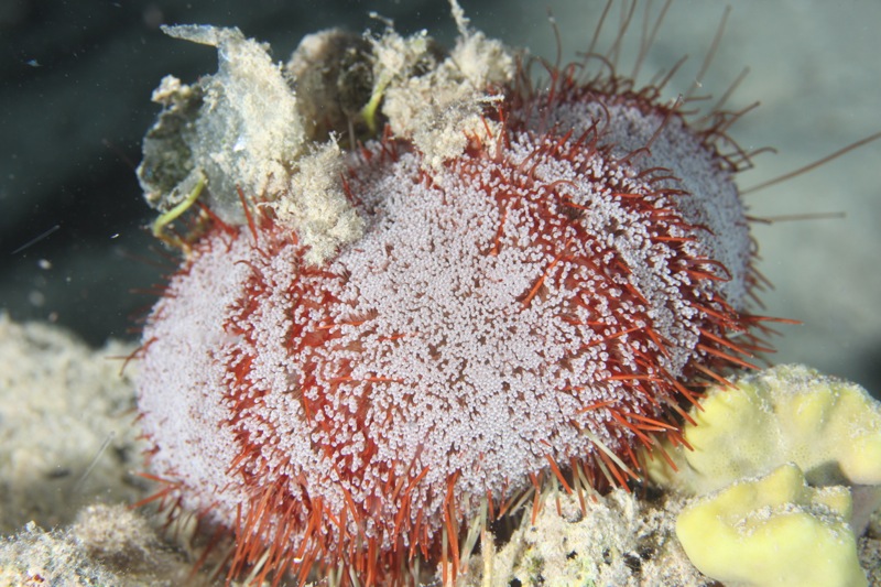 Photographer:
Juergen Stamms