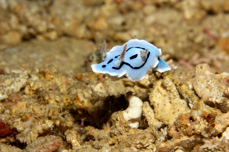 Photographer:
Juergen Stamms