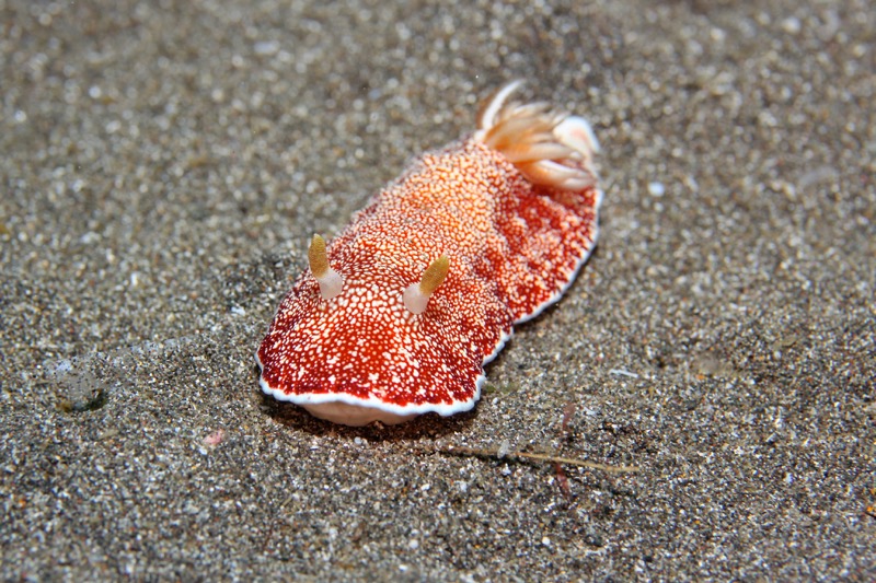 Photographer:
Juergen Stamms