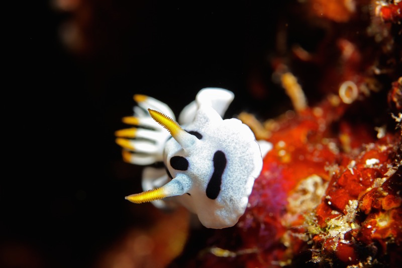 Photographer:
Juergen Stamms