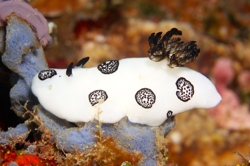 Photographer:
Juergen Stamms