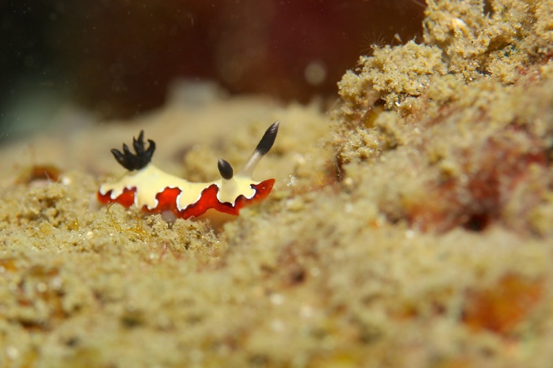 Photographer:
Juergen Stamms