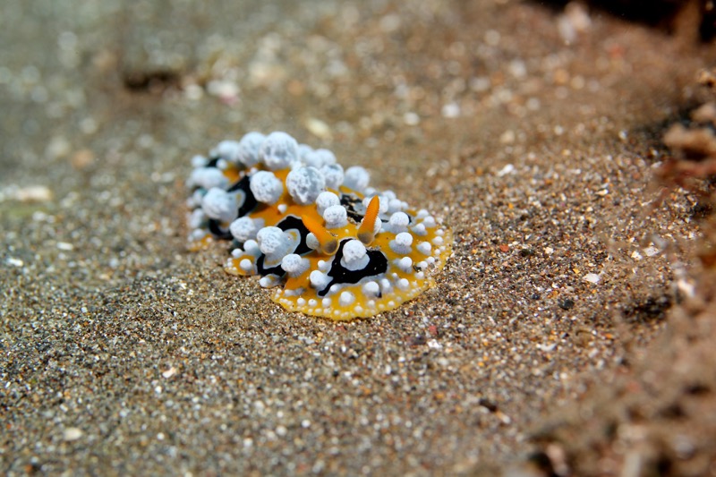 Photographer:
Juergen Stamms