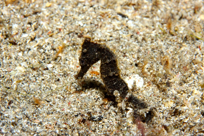 Photographer:
Juergen Stamms