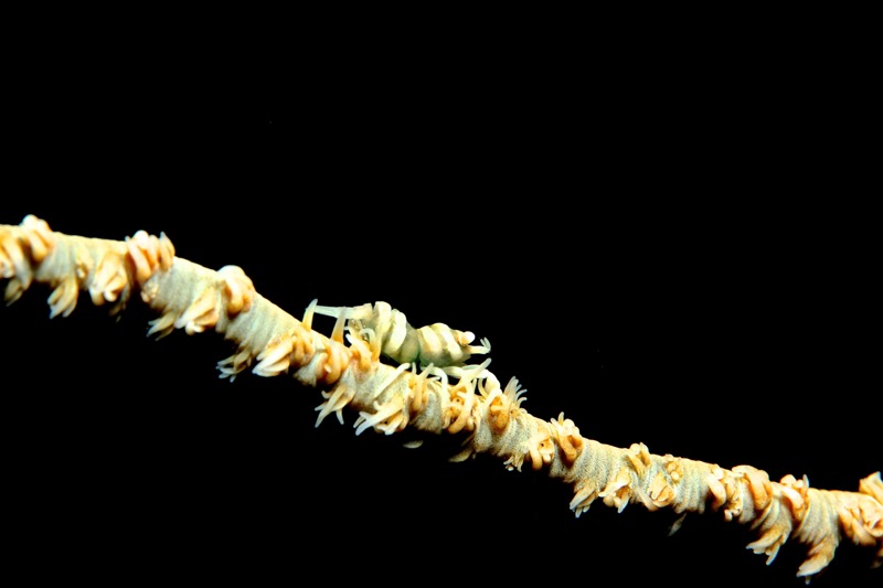 Photographer:
Juergen Stamms