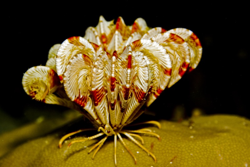 Photographer:
Juergen Stamms