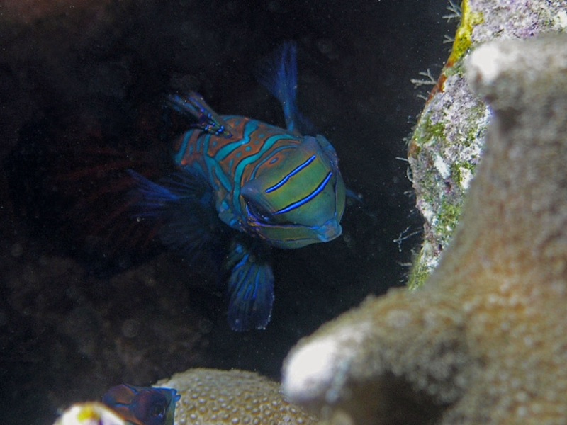 OLYMPUS DIGITAL CAMERA         